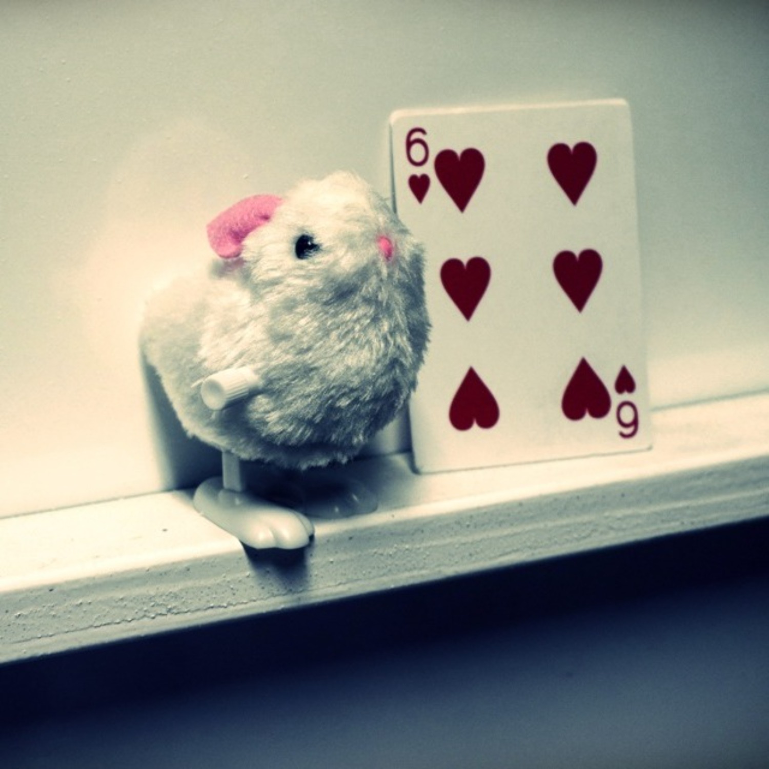 [도매]카드찾는 토끼